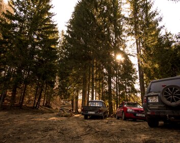 Nadelwald im rumänischen Siebenbürgen im Gegenlicht