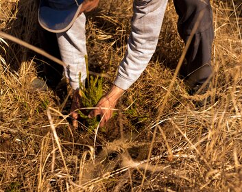 Eine Person pflanzt einen kleinen Nadelbaum in einem rumänischen Wald